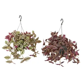 wiszaca-roslina-tradescencja-17-cm-latwa-w-uprawie