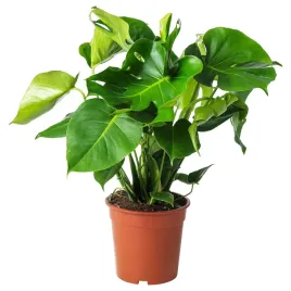 monstera-dziurawa-65-cm-roslina-doniczkowa-dekoracyjna