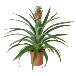sztuczny-ananas-w-doniczce-12-cm-roslina-dekoracyjna
