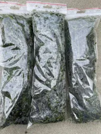 10x-moczarka-elodea-do-oczka-natlenia-oczyszcza