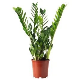 roslina-doniczkowa-55-cm-palma-aroid-zamia