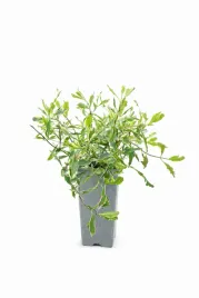 wiciokrzew-heckrotta-variegata-c2