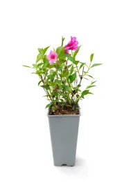 krzewuszka-weigela-florida-minuet-c2