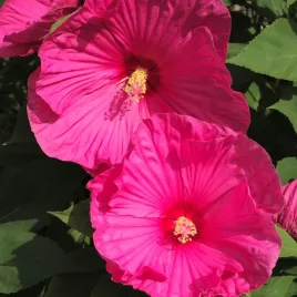 hibiskus-bagienny-hibiscus-moscheutos-large-lollipop