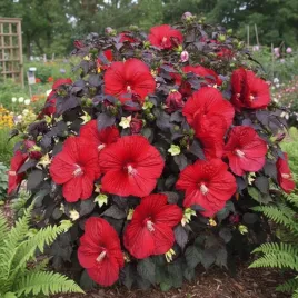 hibiskus-bylinowy-summerificr-holy-grail