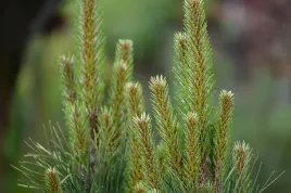 sosna-czarna-green-tower-pinus-nigra