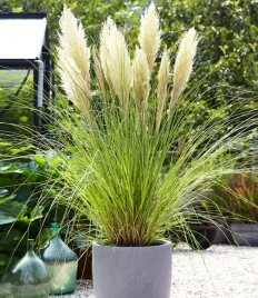 trawa-pampasowa-evita-kortaderia-sadzonka-5l-w-tym-roku-bedzie-kwitnac