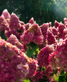 hortensja-bukietowa-living-strawberry-blossom-c3-sadzonka-3l