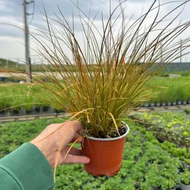 turzyca-ognista-carex-prairie-fire-p12-sadzonka-1l
