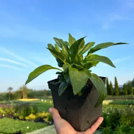 jezowka-echinacea-white-pearl-duza-sadzonka-2l-c2
