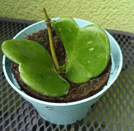 hoya-hoja-kerri-walentynkowa-serduszko-sadzonka