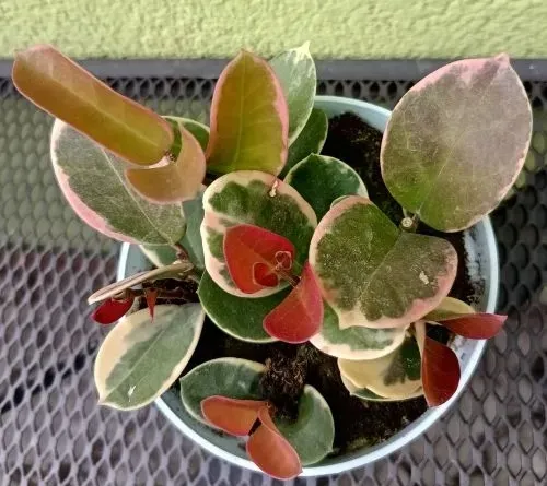 hoya-hoja-mix