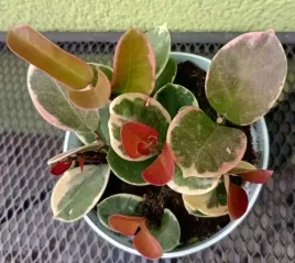 hoya-hoja-mix