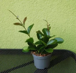 hoja-hoya-australis