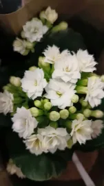 kalanchoe-kolorowe-zyworodka