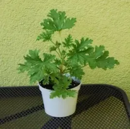 geranium-anginka