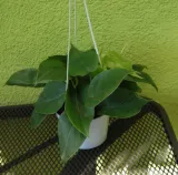 philodendron-scandens