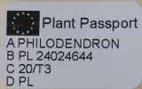 philodendron-scandens-waga-z-opakowaniem-1-kg