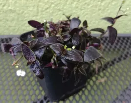 trzykrotka-tradescantia-czarna-mamba-drobna-sadzonka