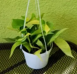 philodendron-scandens-brasil