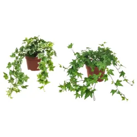 bluszcz-hedera-helix-35-cm-roslina-doniczkowa-13-cm