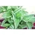 trzykrotka-variegata-waga-z-opakowaniem-1-kg