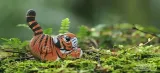 tygrys-eugy-eko-ukladanka-3d-material-karton