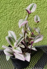 trzykrotka-albiflora-nanouk