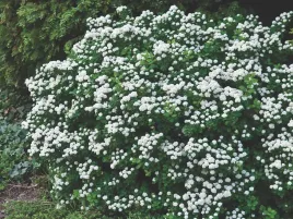 tawula-brzozolistna-karlowy-zwarty-krzew-p9