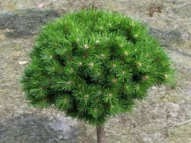 sosna-gorska-benjamin-na-pniu-70cm-c5