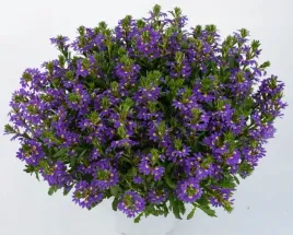 6-szt-scewola-scaevola-niebieska-sadzonki