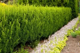 cis-posredni-hicksii-20-40cm-idealny-na-zywoplot-i-szpaler
