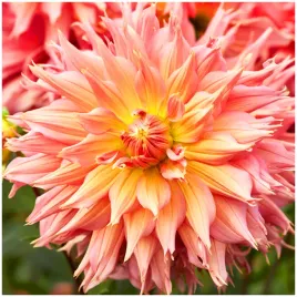 dalia-talerzowa-omega-pomaranczowa-sadzonki-bulwy-1-szt-gratis