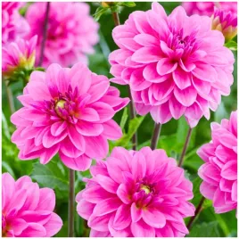 dalia-dekoracyjna-rozowa-pink-onesta-sadzonki-bulwy-1-szt-gratis