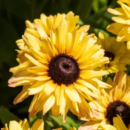 rudbekia-flamenco-vanilla-sadzonka-duze-pierzaste-polpelne-kwiaty