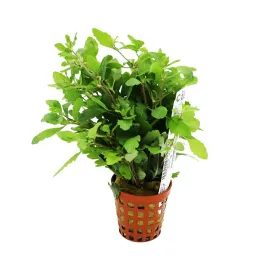 hygrophila-pinnatifida-ozdobna-roslina-do-akwarium-koszyk-xxl