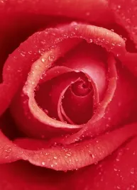 fototapeta-papierowa-rose-183x254cm