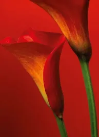 fototapeta-papierowa-red-calla-lilies-183x254cm