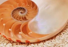 fototapeta-papierowa-nautilus-184x127cm