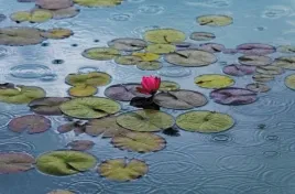 plakat-fototapeta-papierowa-waterlilies-175x115cm