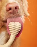 betterbone-beef-small-hard-stan-nowy