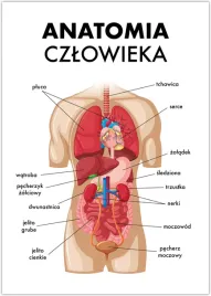 plakat-anatomia-czlowieka-narzady-a4
