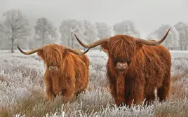 obraz-na-plotnie-canvas-bydlo-szkockie-obraz-highland-cattle-ozdoba-90x60-c