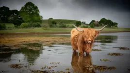 obraz-na-plotnie-canvas-bydlo-szkockie-obraz-highland-cattle-ozdoba-90x60-c