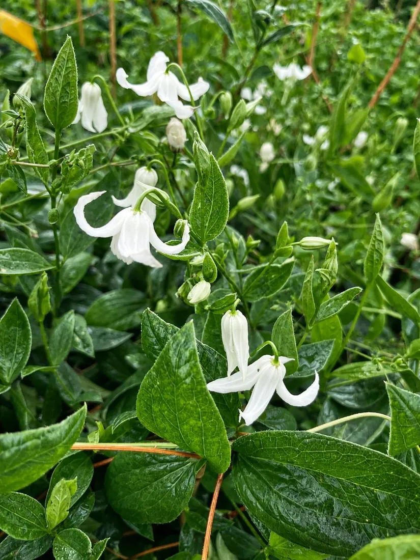 clematis-alba-c4