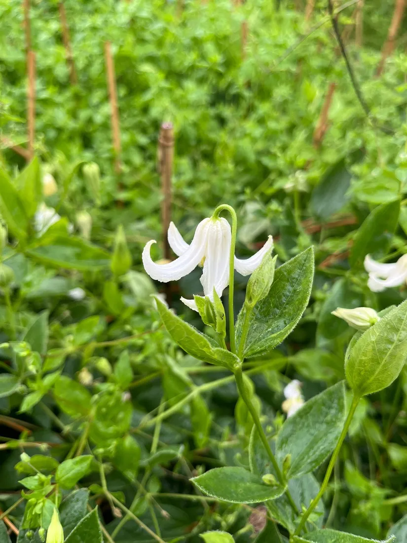 clematis-alba-c4-rodzaj-rosliny-powojnik
