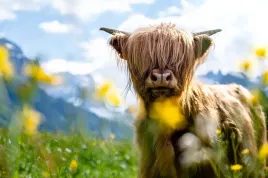 obraz-na-plotnie-canvas-bydlo-szkockie-obraz-highland-cattle-ozdoba-40x30-c