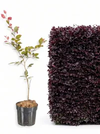 buk-atropunicea-purpurowy-sadzonka-w-doniczce-c1-50-80-cm