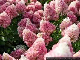 hortensja-bukietowa-living-pinky-promise-pbr-niska-pieknie-kwitnie-p9-p9