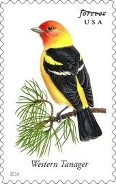 plakat-piranga-zoltorzytna-retro-vintage-50x40-cm